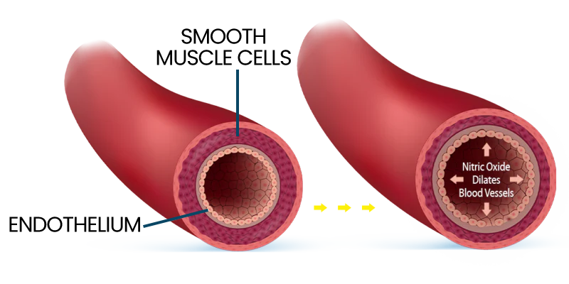 blood-flow-diagram