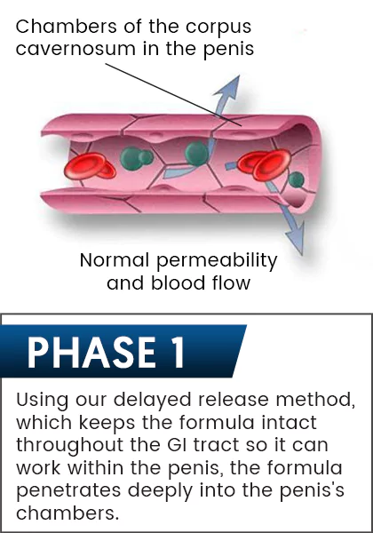how-virectin-works-phase1