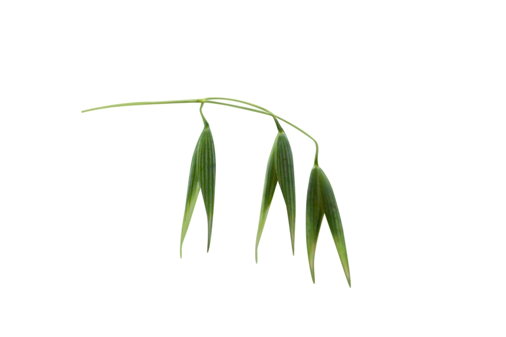avena sativa 1