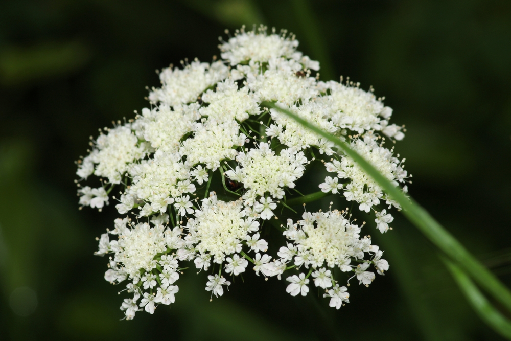 cnidium monnieri 1