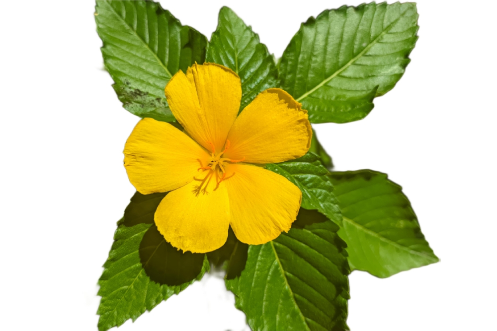 damiana leaf 1
