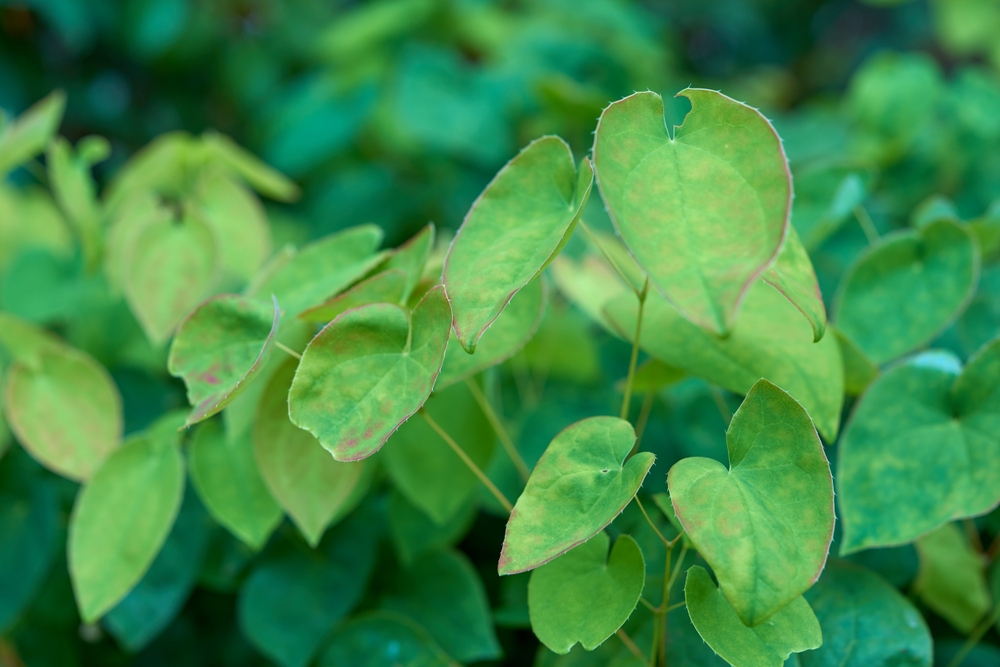 epimedium