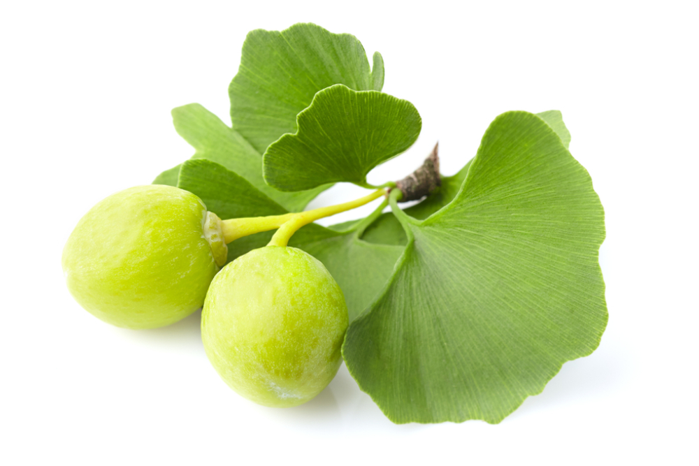 ginkgo biloba 1