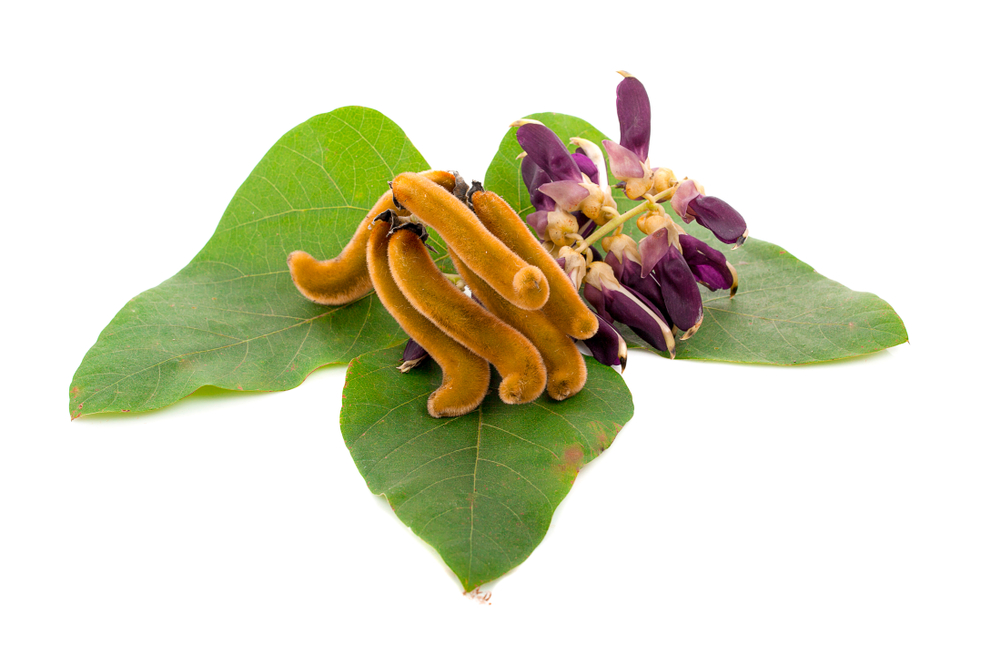 mucuna pruriens 1