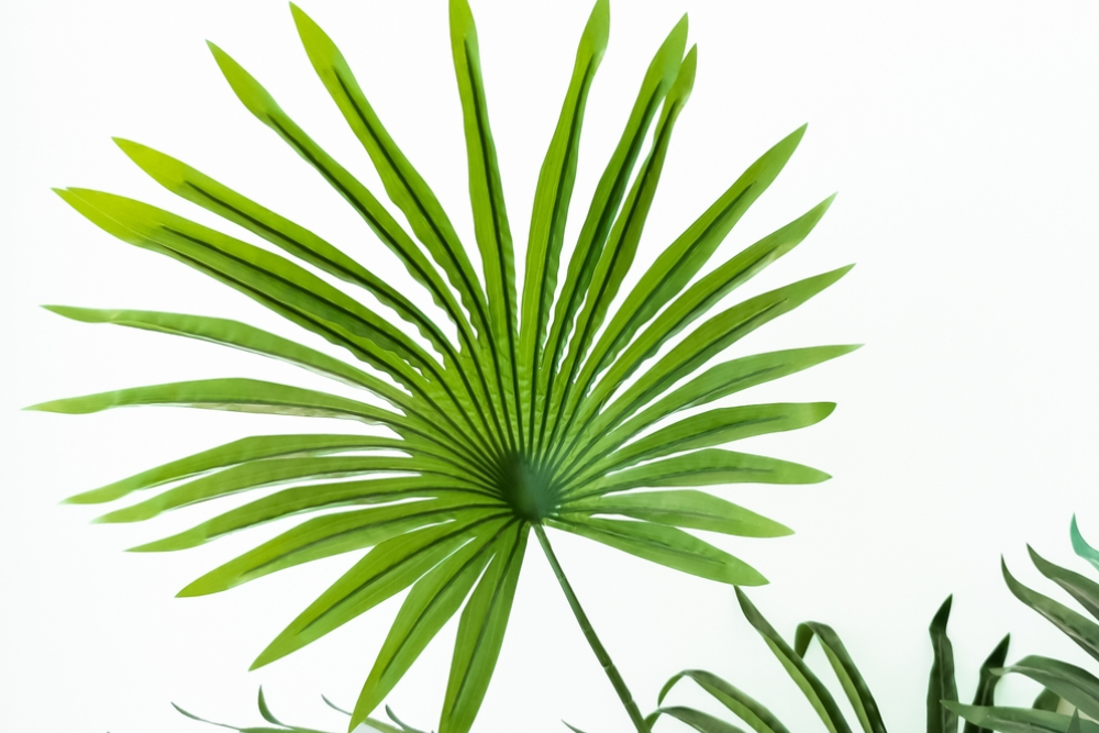 saw palmetto 1